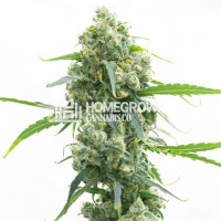 Early Skunk Feminized Cannabis Seeds