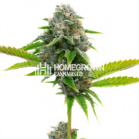 Siberian Snow Feminized Cannabis Seeds