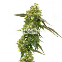 CBD Mexican Feminized Cannabis Seeds