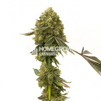 Critical Crack Feminized Cannabis Seeds