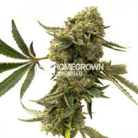 CBD Harlequin Feminized Cannabis Seeds