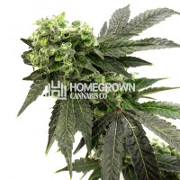 Grape Ape Feminized Cannabis Seeds