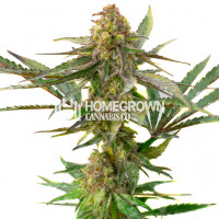 Ricky Williams' Chocolate Orange Feminized Cannabis Seeds