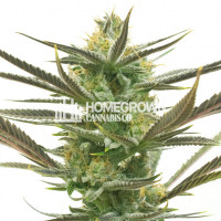 White Widow Feminized Cannabis Seeds