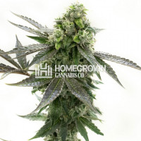 Blackberry Kush Feminized Cannabis Seeds