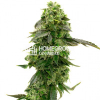 CBD Supreme Durban Feminized Cannabis Seeds