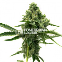 Big Sticky Feminized Cannabis Seeds