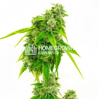 CBD Diesel Feminized Cannabis Seeds