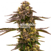 Blueberry Gusto Auto Cannabis Seeds