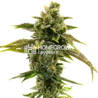 CBD Black Domina Feminized Cannabis Seeds