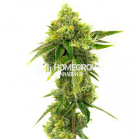 Northern Lights Regular Cannabis Seeds