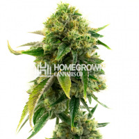 AK-47 Feminized Cannabis Seeds