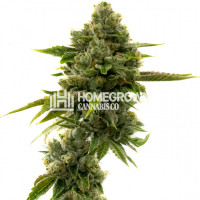 CBD Harlequin Feminized (1:9) Cannabis Seeds 