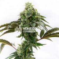 Cinderella 99 Feminized Cannabis Seeds