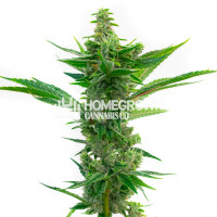 CBD Mamba Negra Feminized Cannabis Seeds