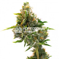 Kali Mist Feminized Cannabis Seeds