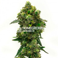 Green Crack Feminized Cannabis Seeds