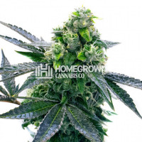 Blue Cheese Autoflower Cannabis Seeds