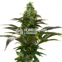 Grizzly Purple Autoflower Cannabis Seeds