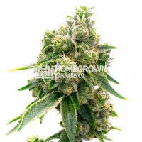 Baked Apple Feminized Cannabis Seeds