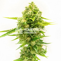 Northern Lights #10 Feminized Cannabis Seeds