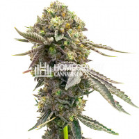 Purple Thai Feminized Cannabis Seeds