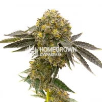 MediBerry Fast Version Cannabis Seeds