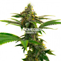 Eric Brandstad's Wedding Cake Feminized Cannabis Seeds