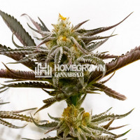 Grandaddy Black Feminized Cannabis Seeds