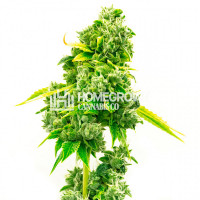 Super Silver Haze Autoflower Cannabis Seeds