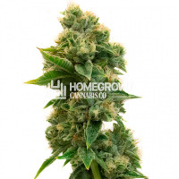 Rosenthal Feminized Cannabis Seeds