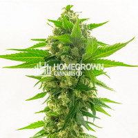 CBD Cheese Feminized Cannabis Seeds