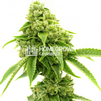 Lemon Garlic OG Feminized Cannabis Seeds