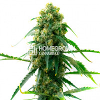 3 Kings Feminized Cannabis Seeds