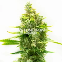 CBD Haze Feminized Cannabis Seeds