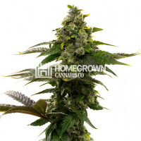 Mochalope Regular Cannabis Seeds