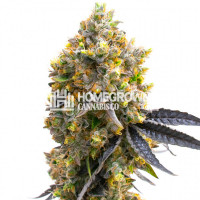 Kyle's Sweet Island Feminized Cannabis Seeds