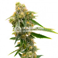 Sour Skies Feminized Cannabis Seeds