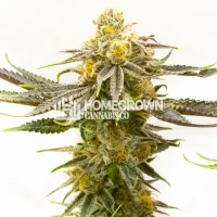 Strawberry Cheese Autoflower Cannabis Seeds