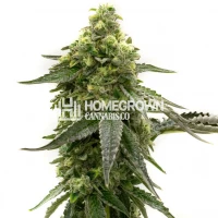 CBD Tangie Feminized Cannabis Seeds