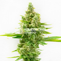 Sour Cookies Feminized Cannabis Seeds