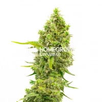 CBD White Widow (10:1) Feminized Cannabis Seeds