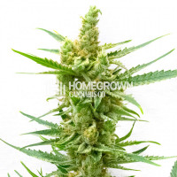 Harlequin Kush Regular Cannabis Seeds