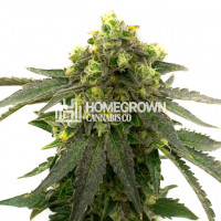 Afghan Kush Feminized Cannabis Seeds