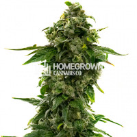 Hyper Critical Auto Cannabis Seeds