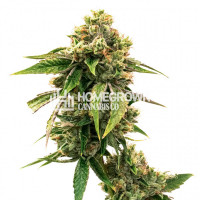 LSD Autoflower Cannabis Seeds