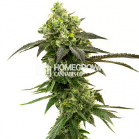 Gorilla Glue Regular Cannabis Seeds