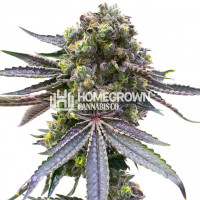 Blueberry Fury Auto Cannabis Seeds