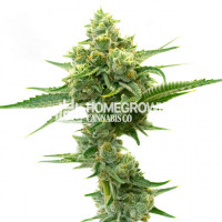 Rosetta Skunk Fast Version Cannabis Seeds