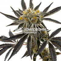 Purple Jazz Feminized Cannabis Seeds